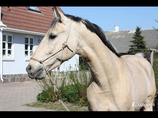 Anden særlig race Wimpie billede 30