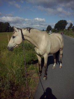 Anden særlig race Wimpie billede 34