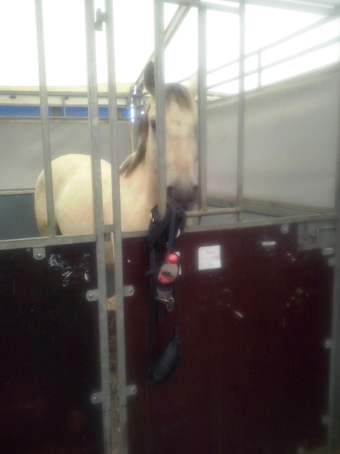 Anden særlig race Wimpie billede 35