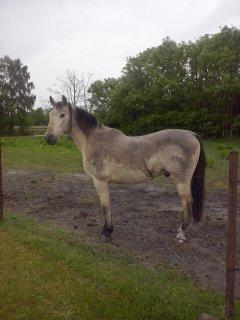 Anden særlig race Wimpie billede 33