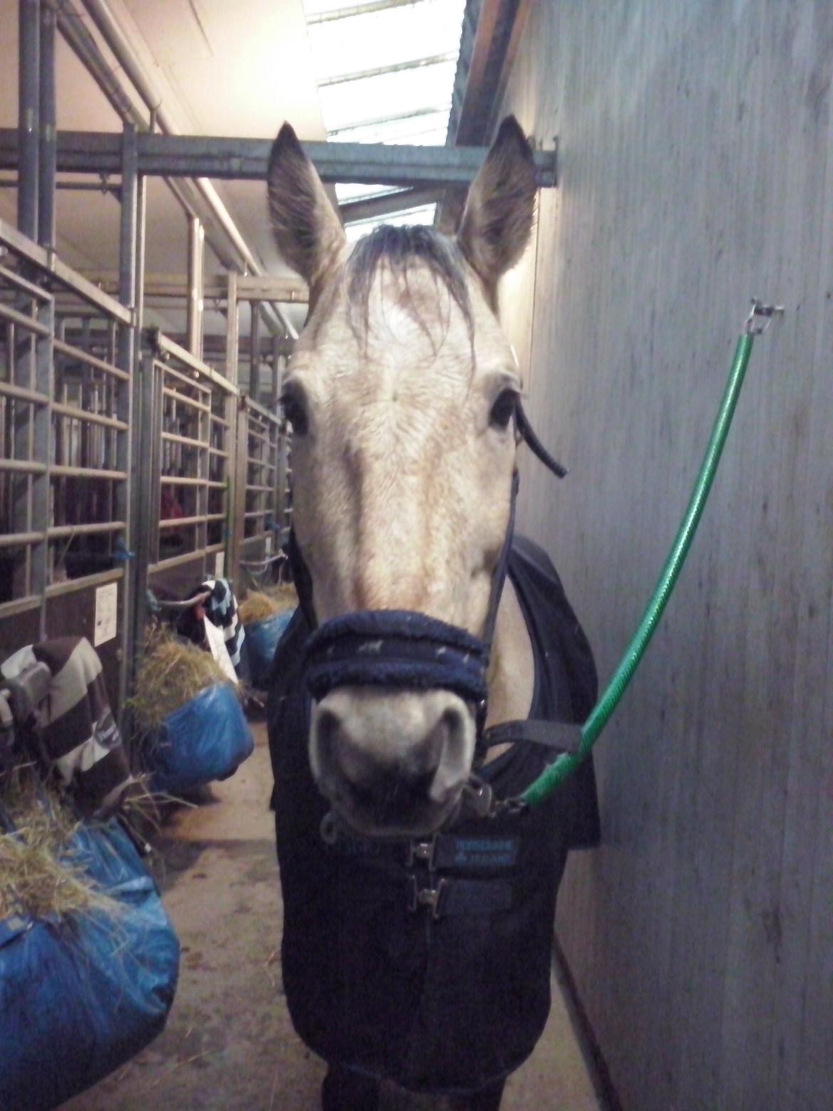 Anden særlig race Wimpie billede 37