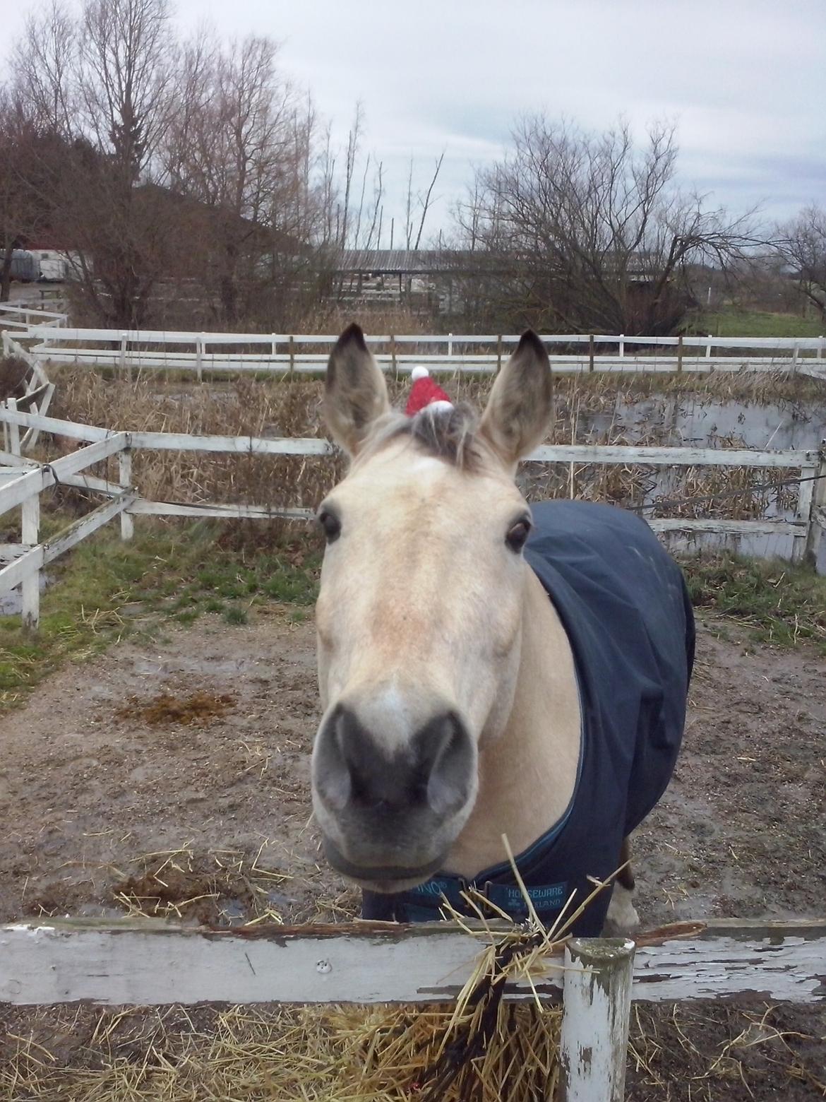Anden særlig race Wimpie billede 38