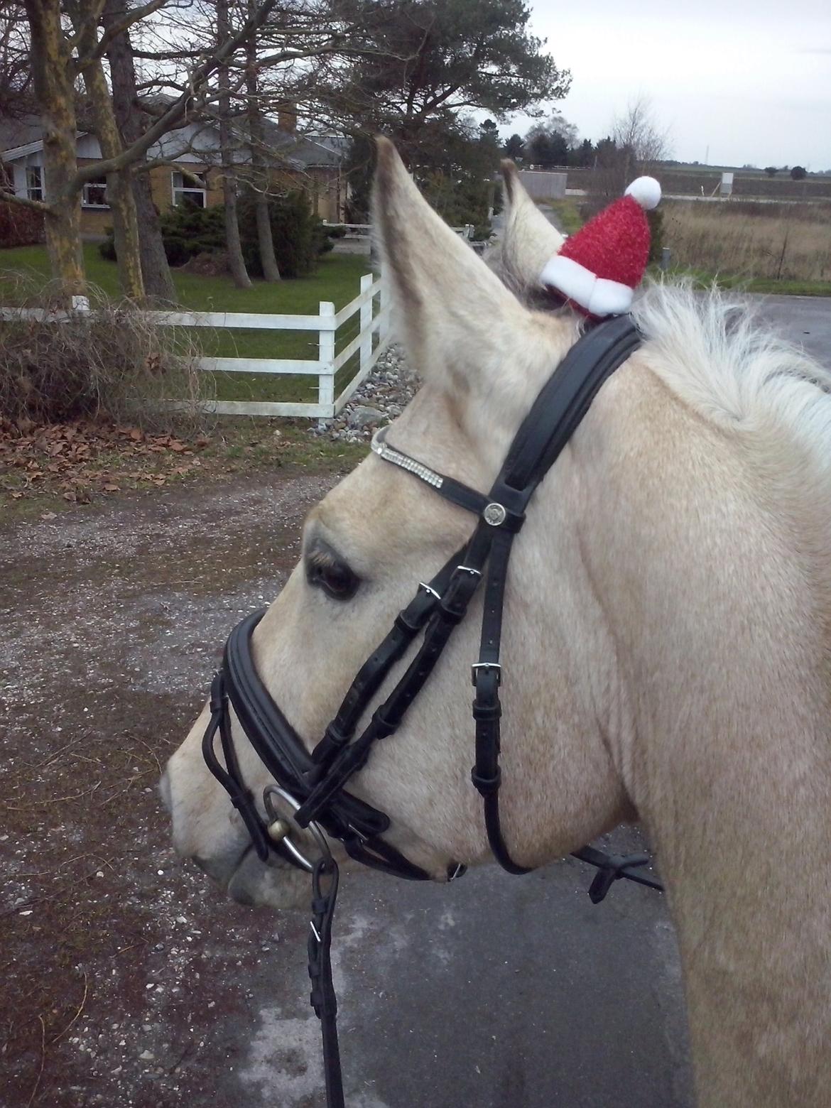 Anden særlig race Wimpie billede 40