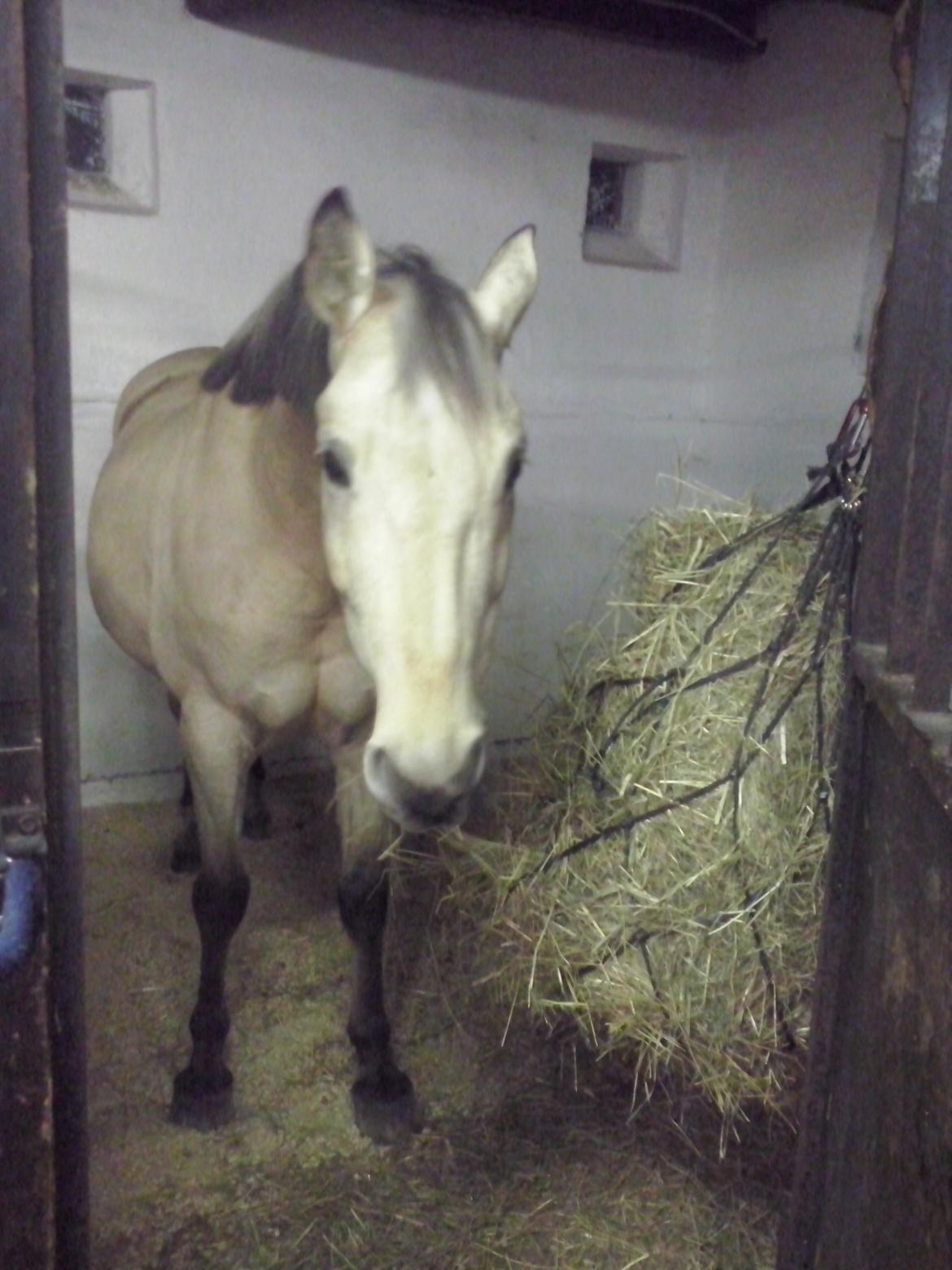 Anden særlig race Wimpie billede 36