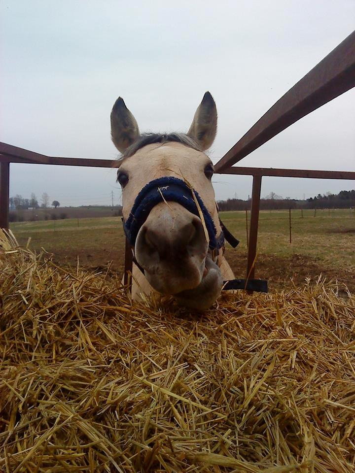 Anden særlig race Wimpie billede 42