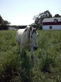 Anden særlig race Wimpie billede 44