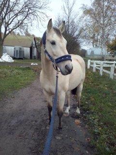 Anden særlig race Wimpie billede 45