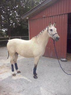 Anden særlig race Wimpie billede 43