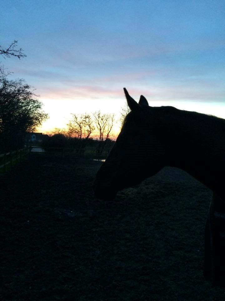 Trakehner McLaren G - Med den flotte himmel  billede 3