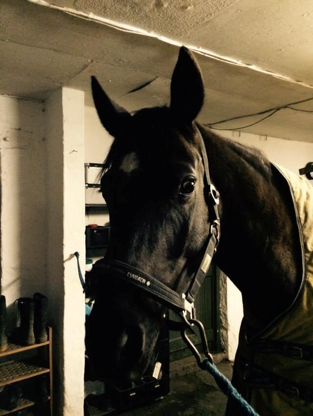 Trakehner McLaren G billede 15