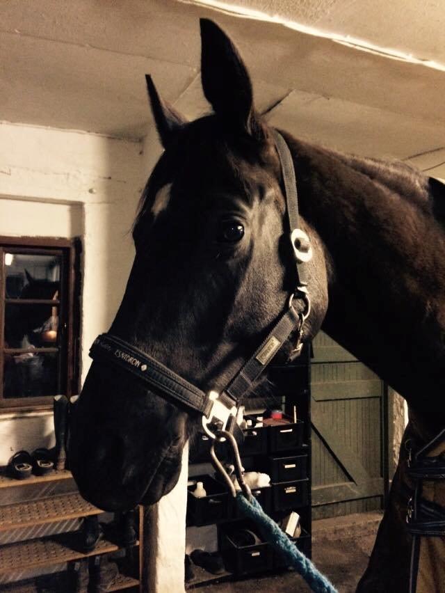 Trakehner McLaren G billede 18