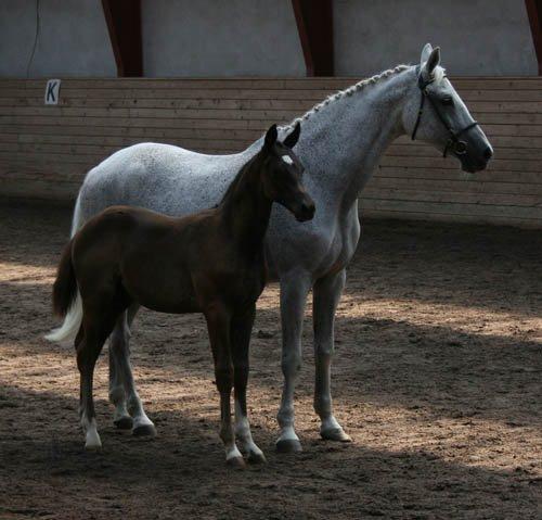 Trakehner McLaren G - McLaren med sin mor <3 billede 1