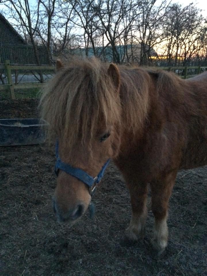 Shetlænder Lille Robin billede 1