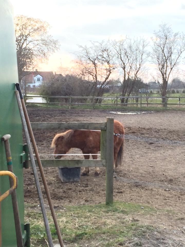 Shetlænder Lille Robin billede 3