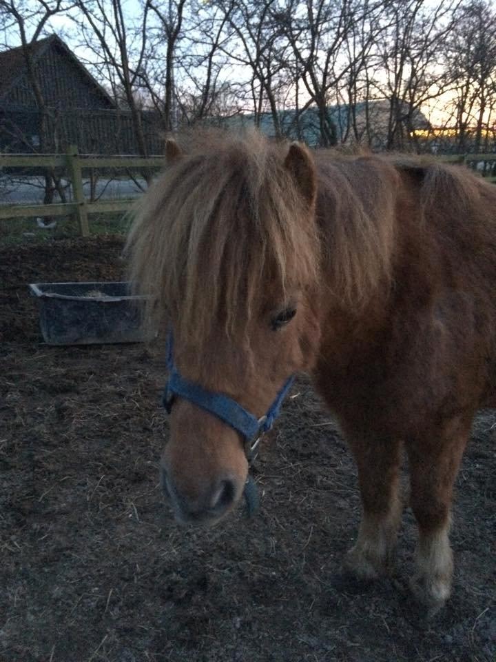Shetlænder Lille Robin billede 4