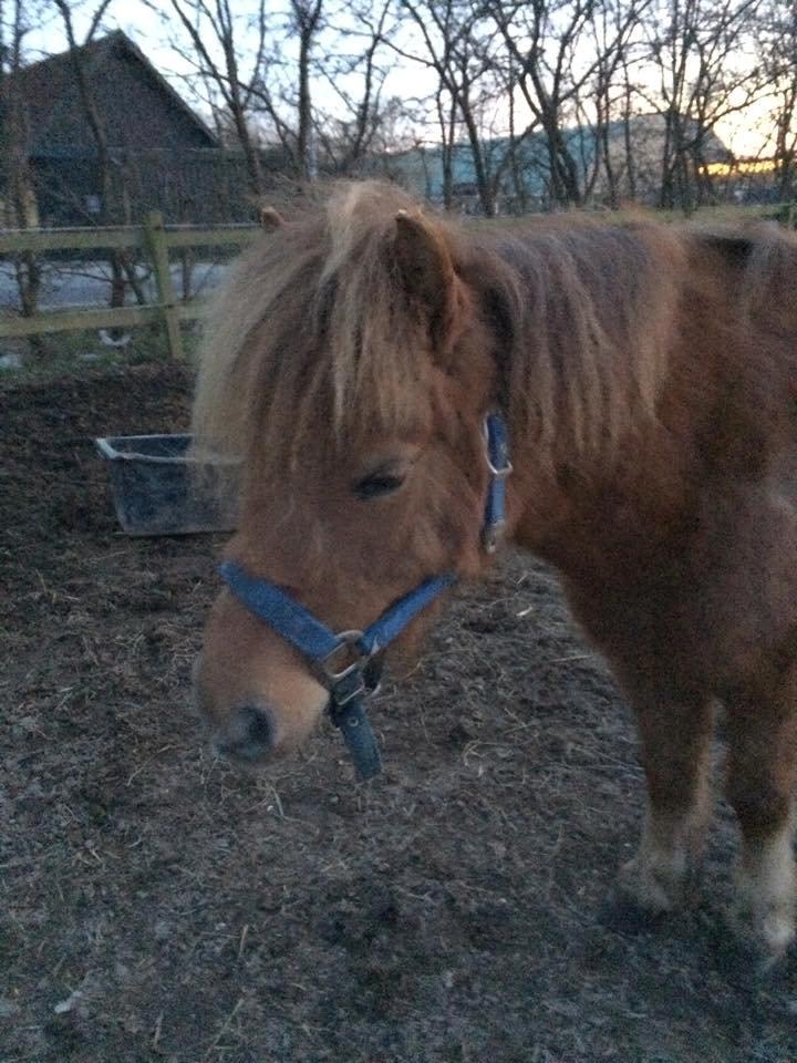 Shetlænder Lille Robin billede 2