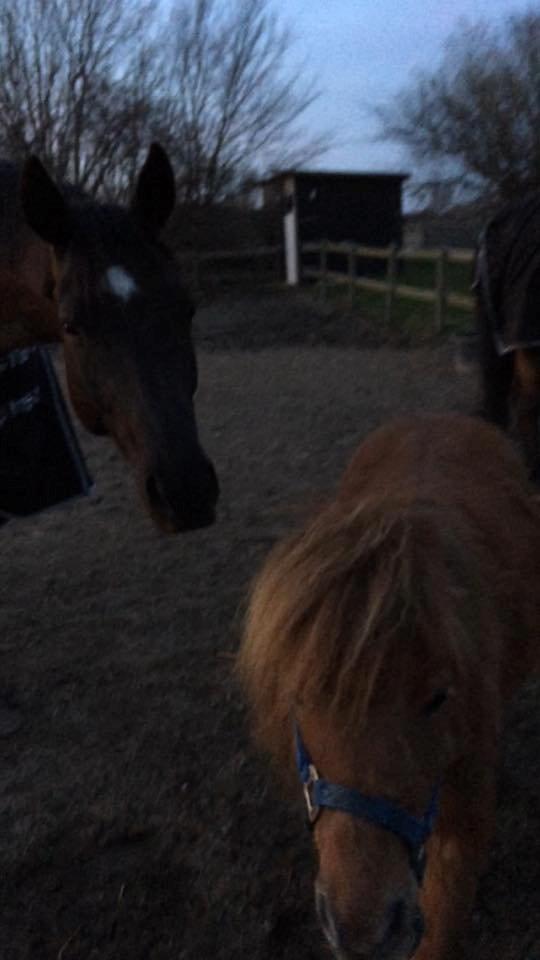 Shetlænder Lille Robin billede 5