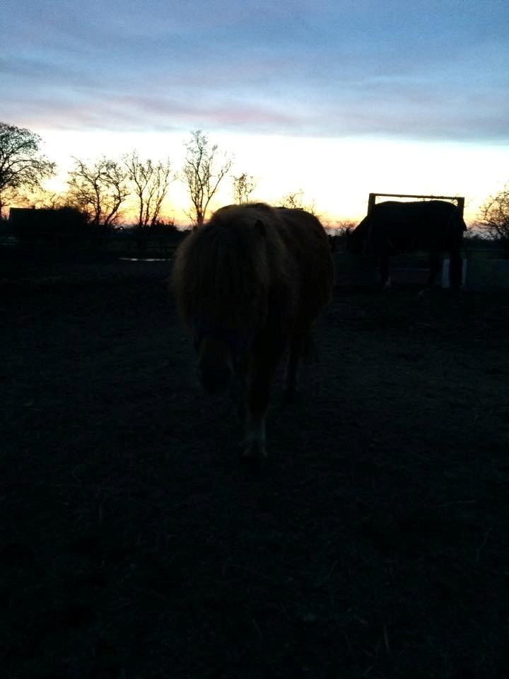 Shetlænder Lille Robin billede 6