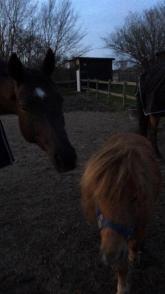 Shetlænder Lille Robin billede 7