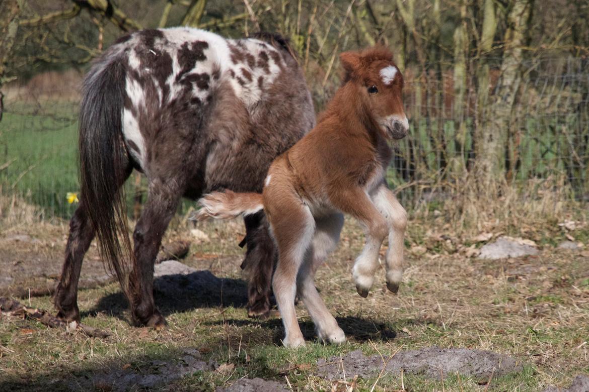 Knabstrupper Kragheredens Jumping Easter Surprise billede 1