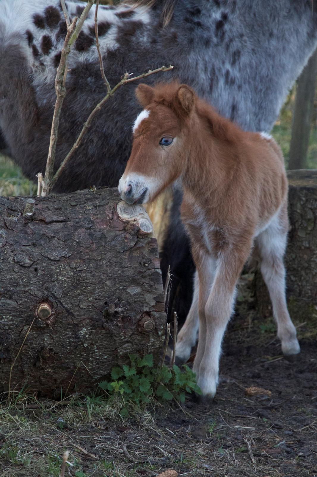 Knabstrupper Kragheredens Jumping Easter Surprise billede 3