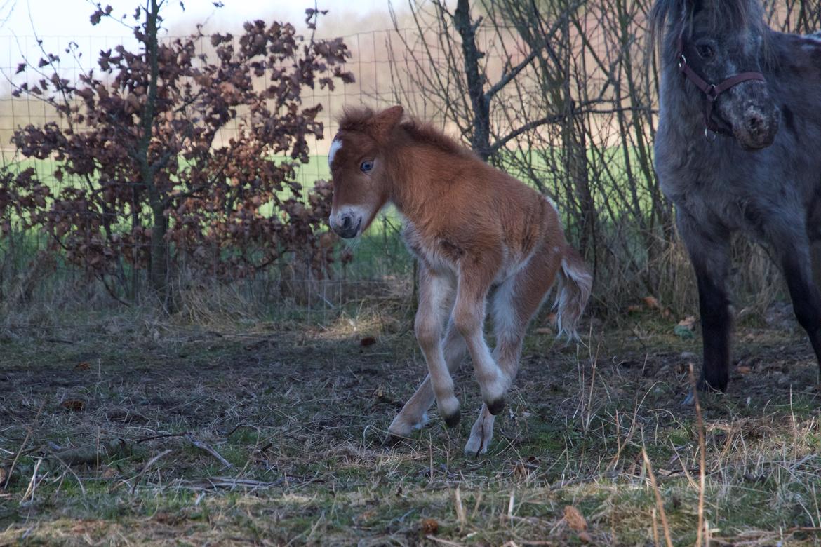 Knabstrupper Kragheredens Jumping Easter Surprise billede 2