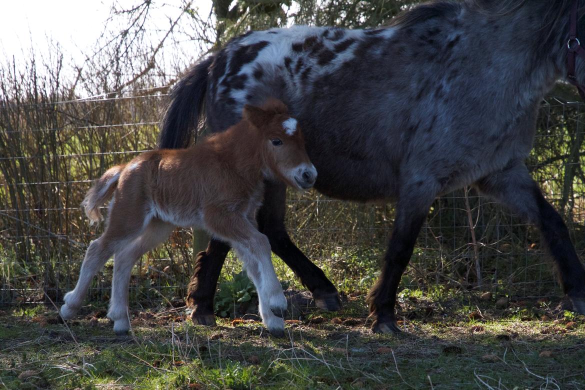 Knabstrupper Kragheredens Jumping Easter Surprise billede 4