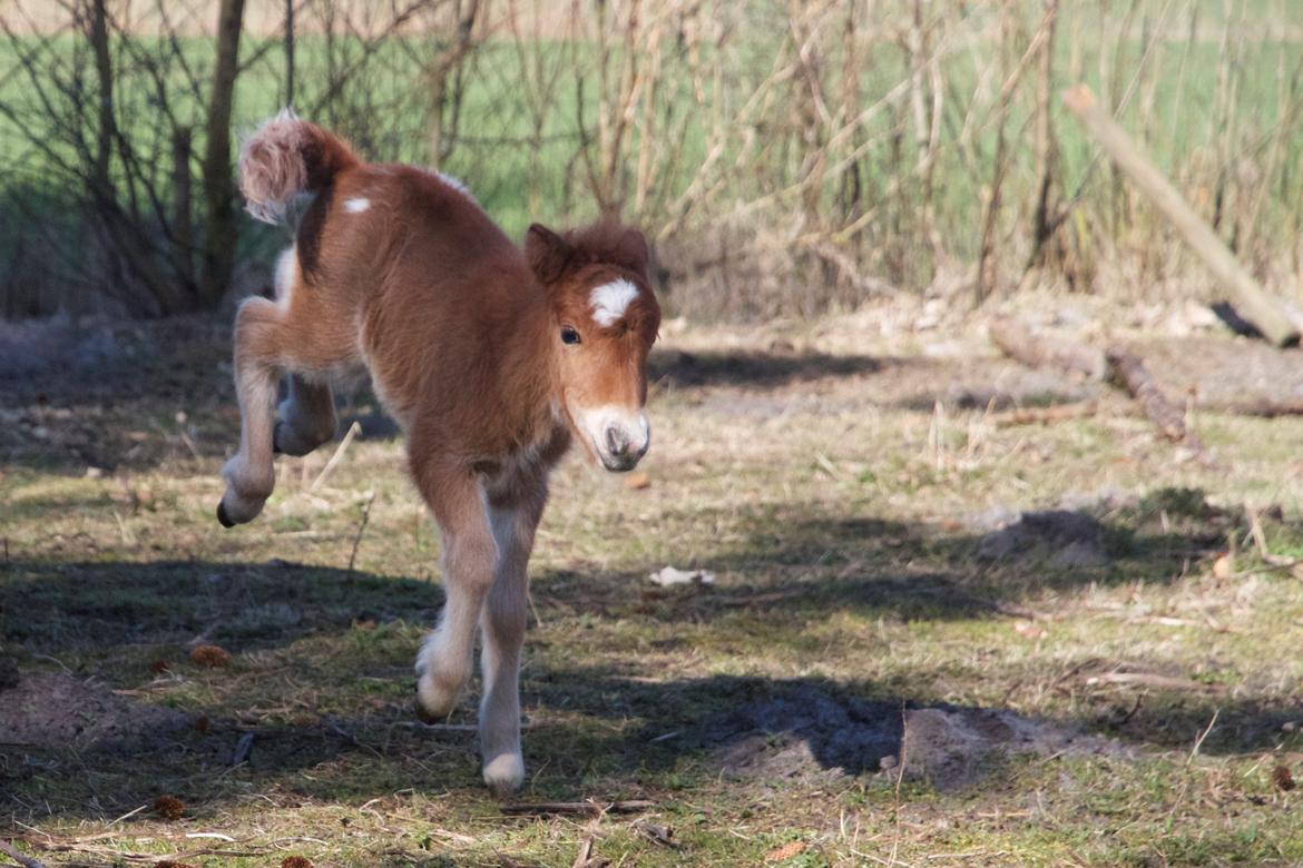 Knabstrupper Kragheredens Jumping Easter Surprise billede 5