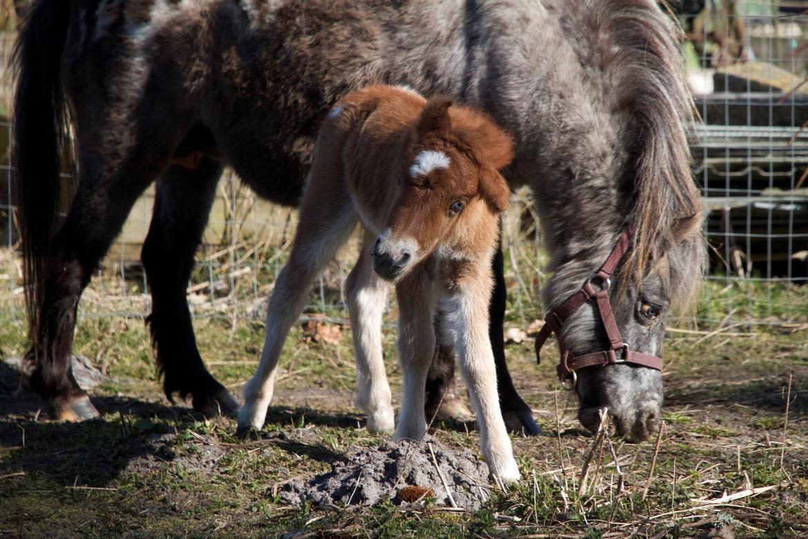 Knabstrupper Kragheredens Jumping Easter Surprise billede 6