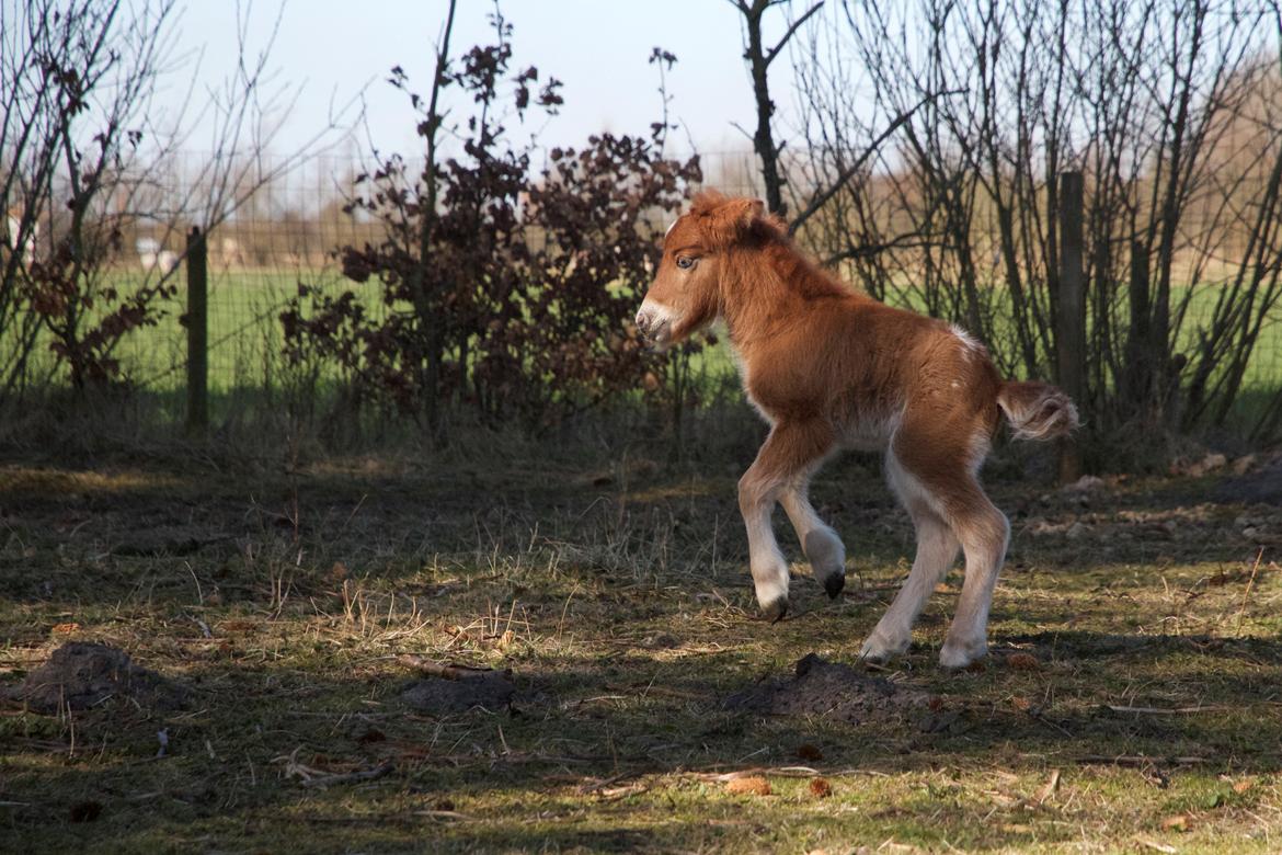 Knabstrupper Kragheredens Jumping Easter Surprise billede 7