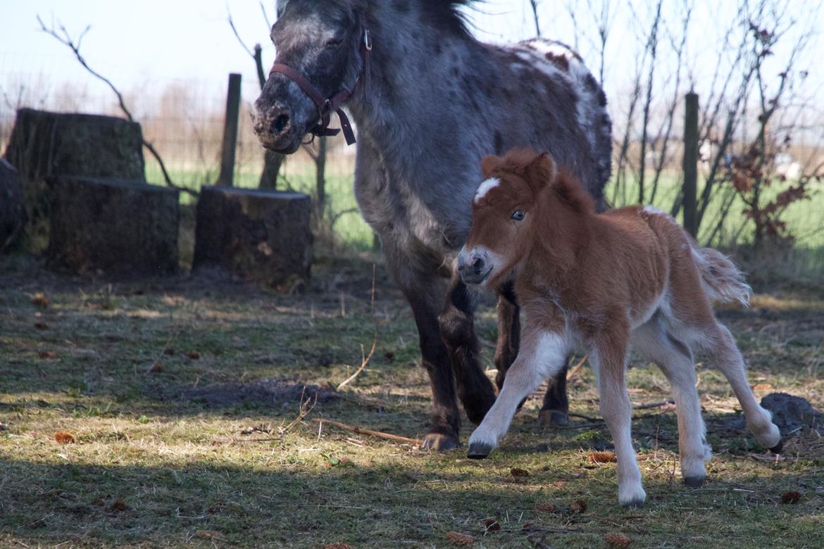 Knabstrupper Kragheredens Jumping Easter Surprise billede 9