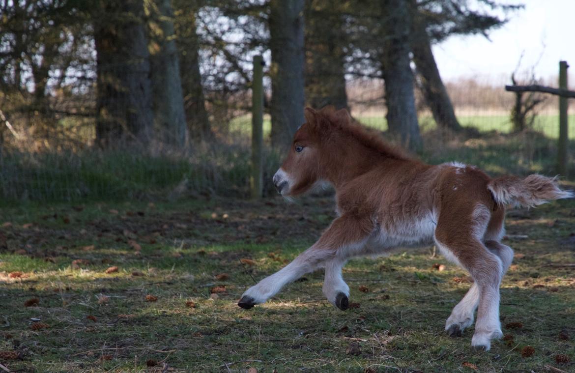 Knabstrupper Kragheredens Jumping Easter Surprise billede 10