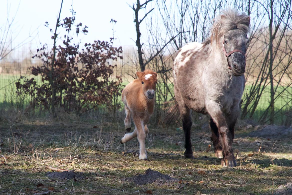 Knabstrupper Kragheredens Jumping Easter Surprise billede 11