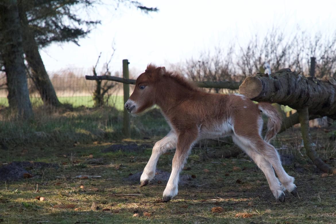 Knabstrupper Kragheredens Jumping Easter Surprise billede 8