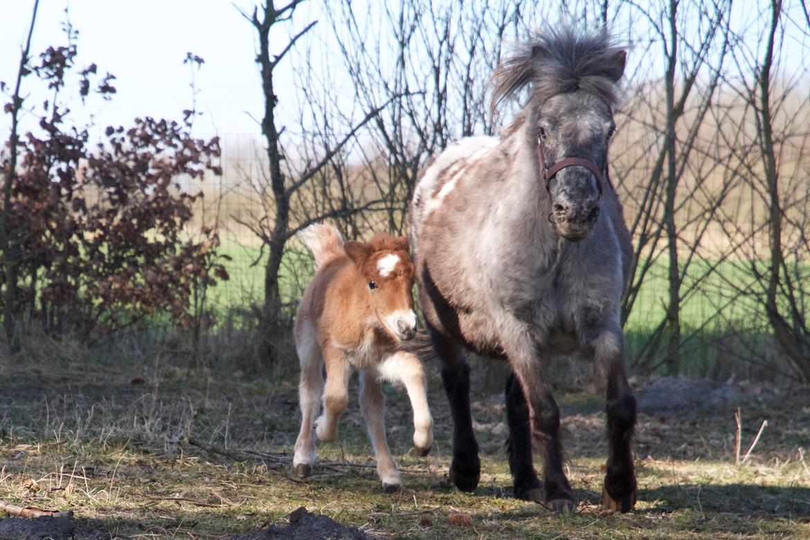Knabstrupper Kragheredens Jumping Easter Surprise billede 12