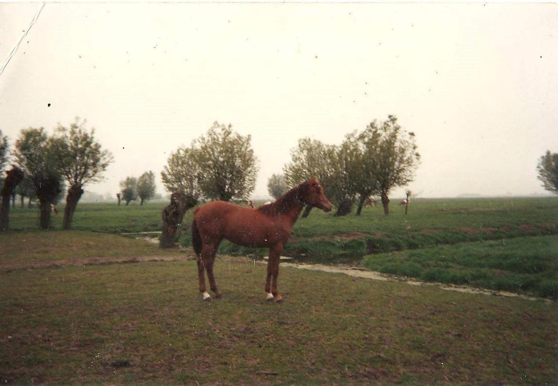 Welsh Partbred (Sec F) Waardhoeve's Ilona *Maggie* - Maggie som 1-års i Holland ved Stutteri Waardhoeve. billede 20