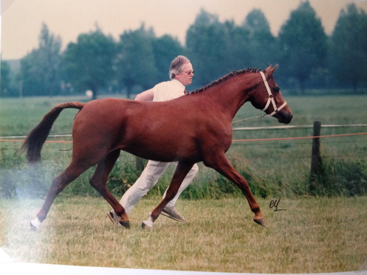 Welsh Partbred (Sec F) Waardhoeve's Ilona *Maggie* - Maggie som 3-års ved Welsh Show i De Meern - her blev hun kåret Champion! billede 19