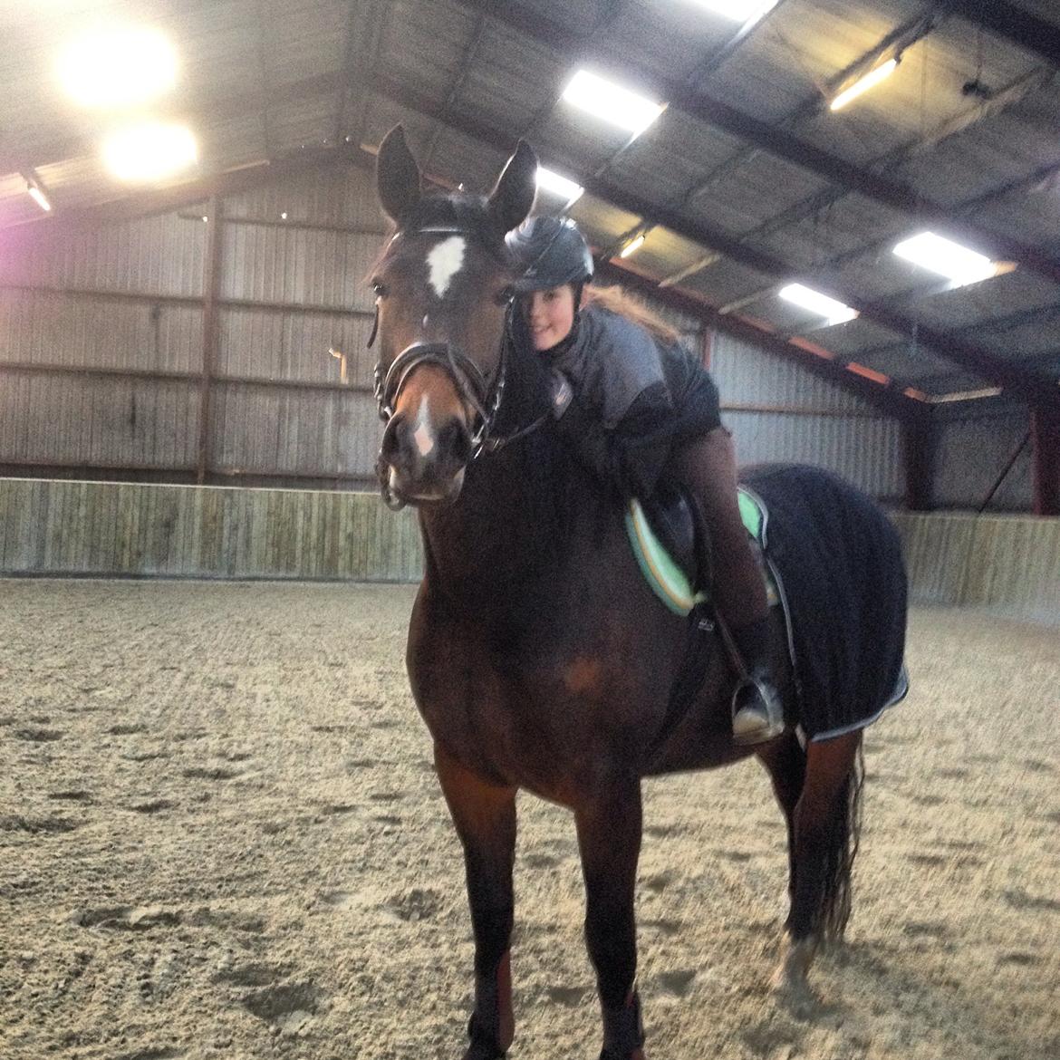 Dansk Varmblod Bakkegaarden's jasmin billede 1