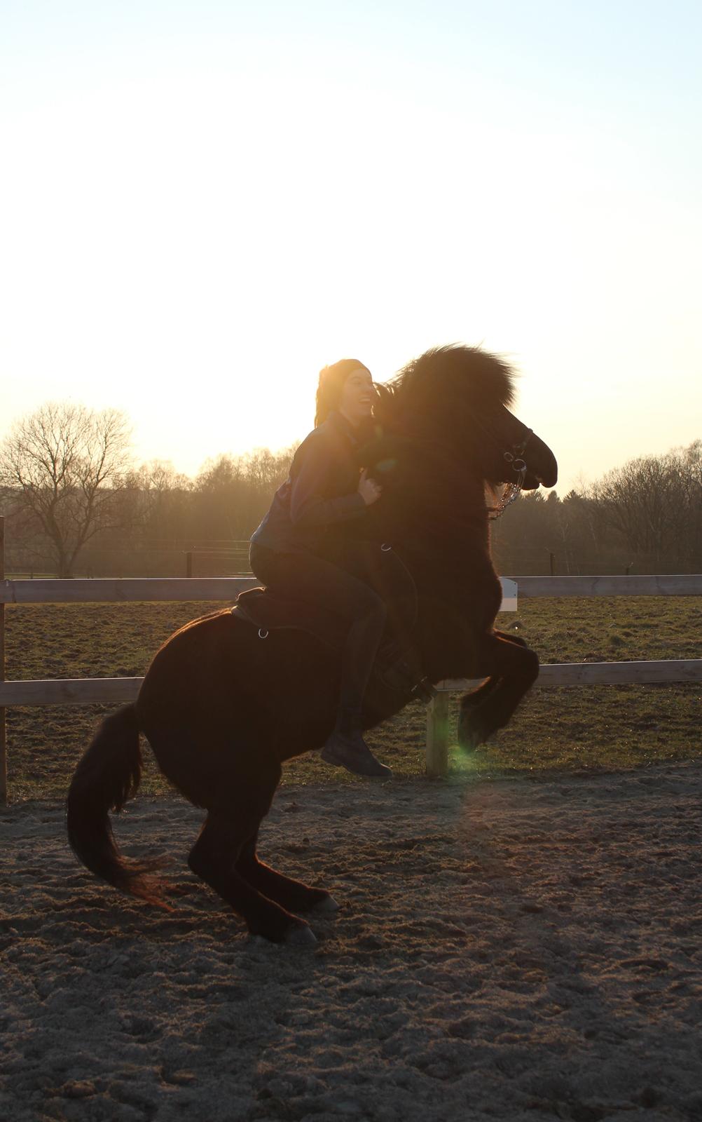 Islænder Frilla fra Katknøs billede 11