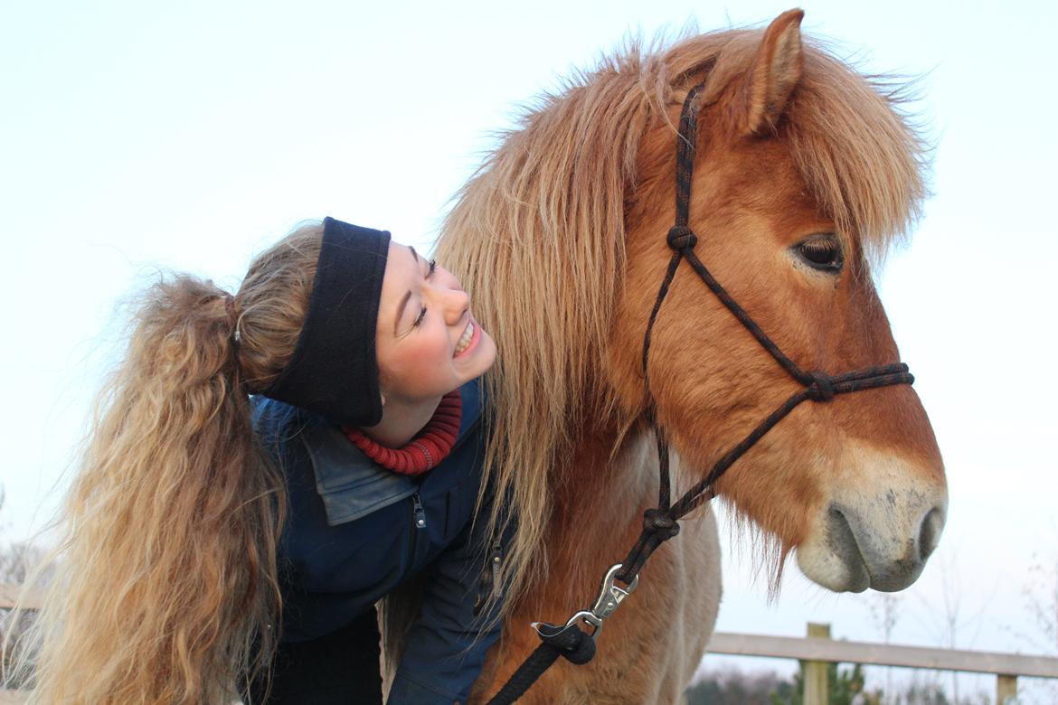 Islænder Gumi fra Faksemosen billede 14