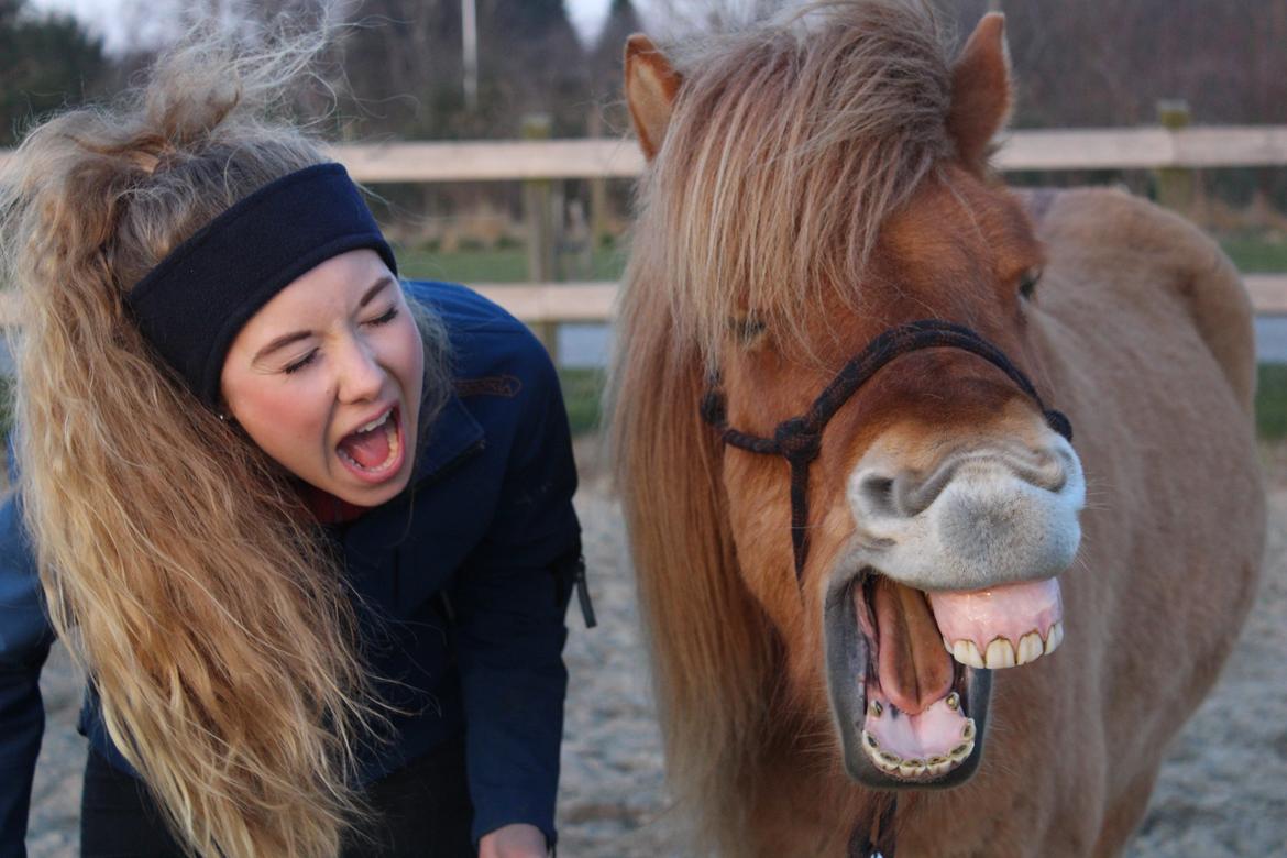 Islænder Gumi fra Faksemosen billede 1