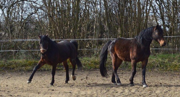 Anden særlig race Fibiger's Laszló billede 20