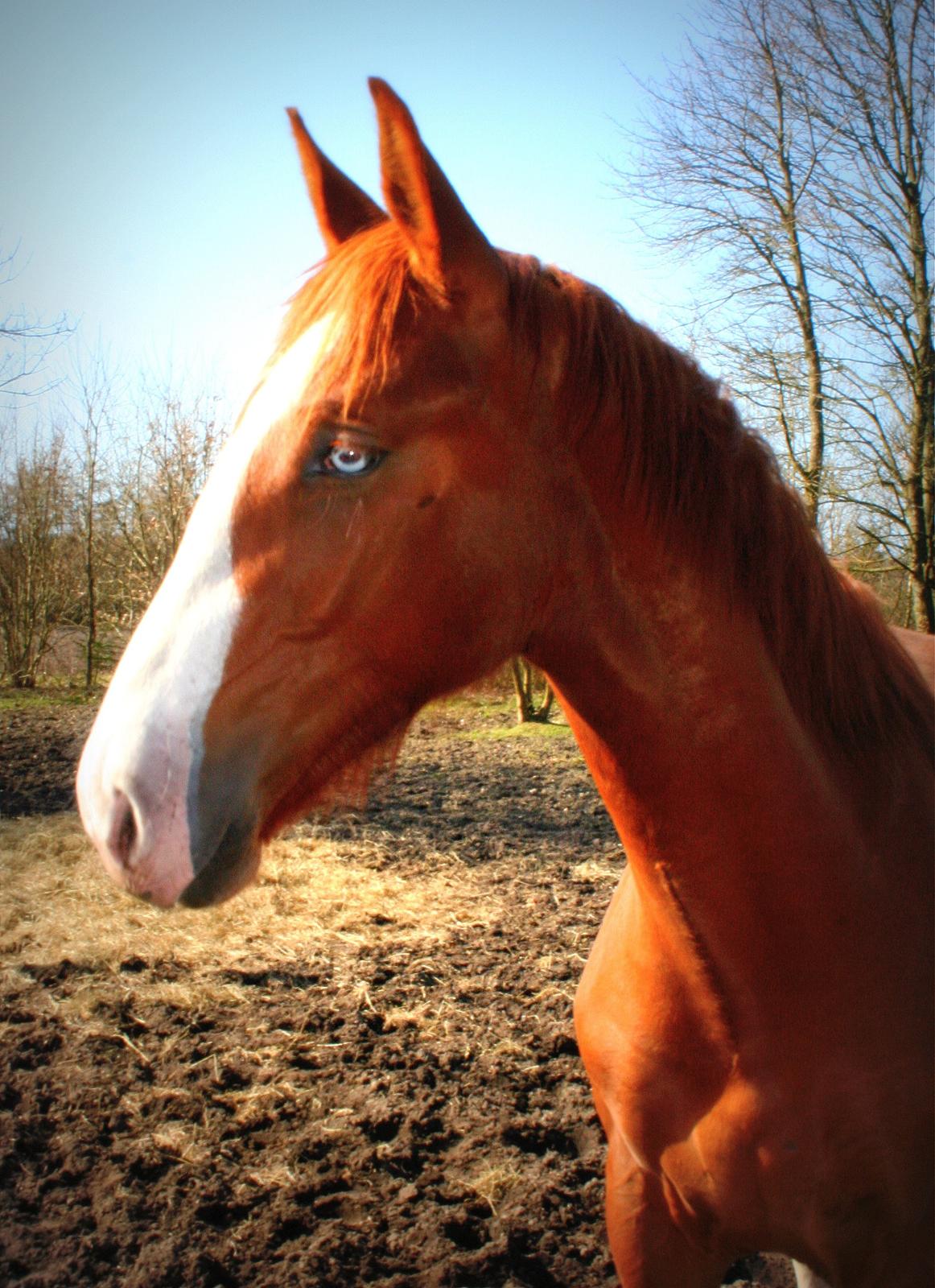 Frederiksborg Hercules Mignon billede 14