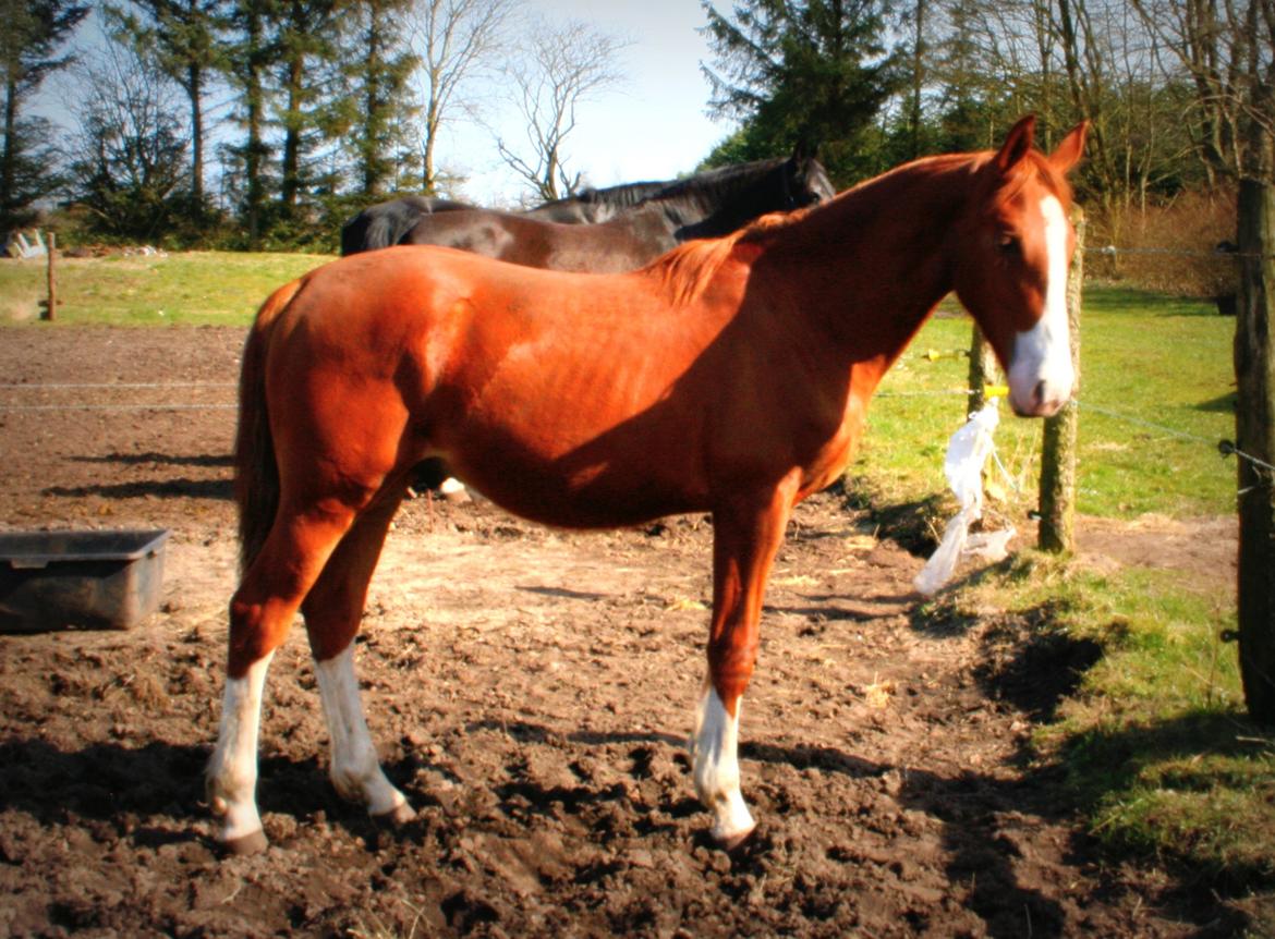 Frederiksborg Hercules Mignon billede 11