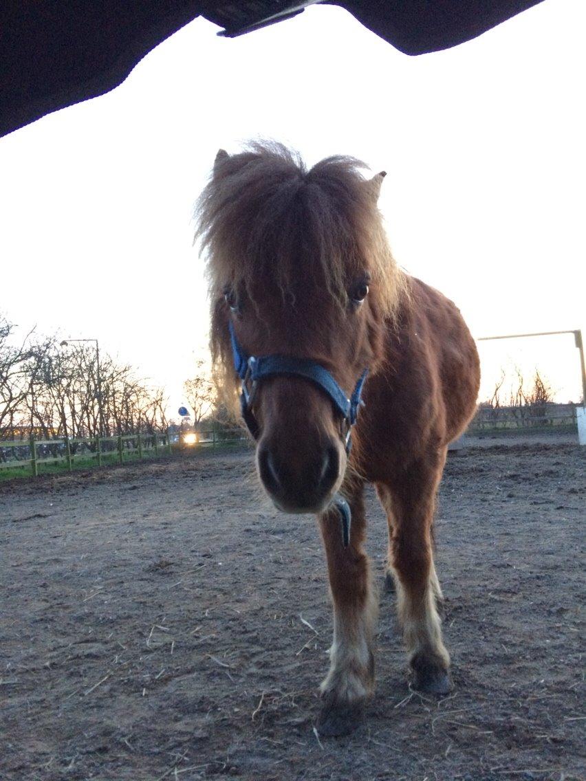Shetlænder Lille Robin billede 9