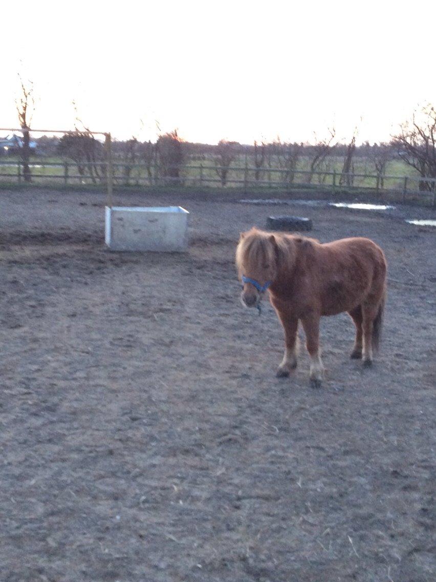 Shetlænder Lille Robin billede 10