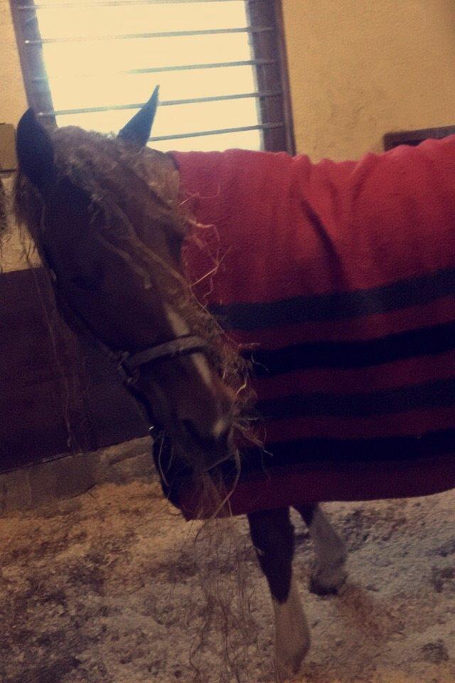 Anden særlig race EHC's Lamirz - ikke sjovt at være skadet og stå boks.. billede 14