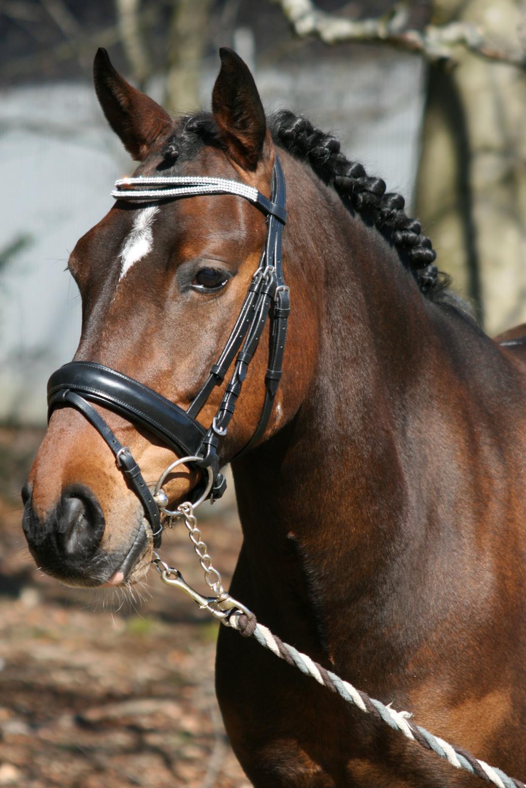 Anden særlig race Tyson 3 billede 2