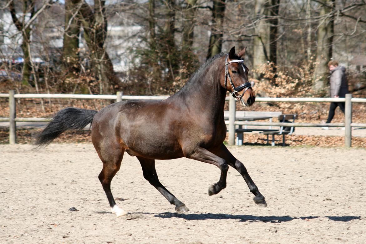 Anden særlig race Tyson 3 billede 5