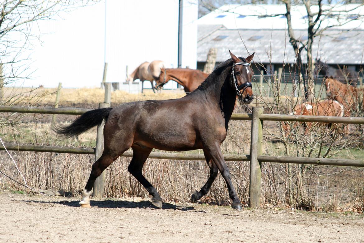 Anden særlig race Tyson 3 billede 9